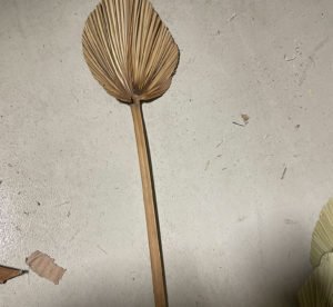 Natural Dried Palm Leaf